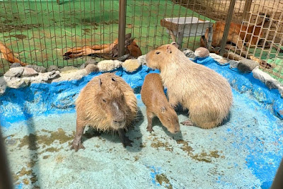 우라야스시 교통공원 사진 3