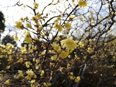 코스게니시 공원 사진 5
