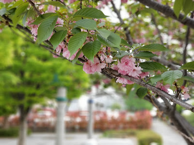 Nakamachidaikuwagata Park 사진 3