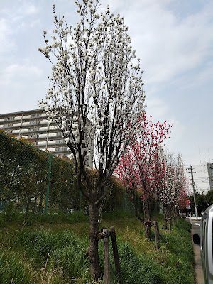 미나미산츠츠미 공원 사진 5