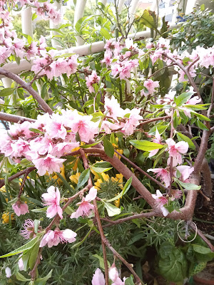 난코우 공원 사진 5