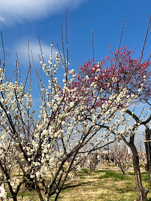 미유키 공원 사진 5