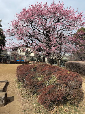 오오쿠라야마 공원 사진 4