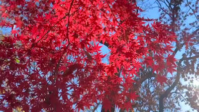 호라이 공원 사진 2