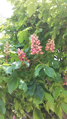 Suwagawara Park 사진 5