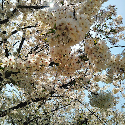 야마나카 공원 사진 4
