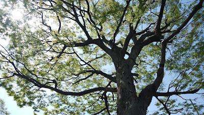 세타2쵸메케야키 공원 사진 4