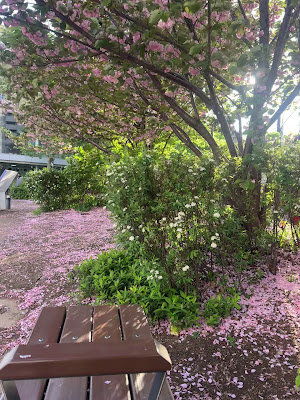 히라츠카 공원 사진 2
