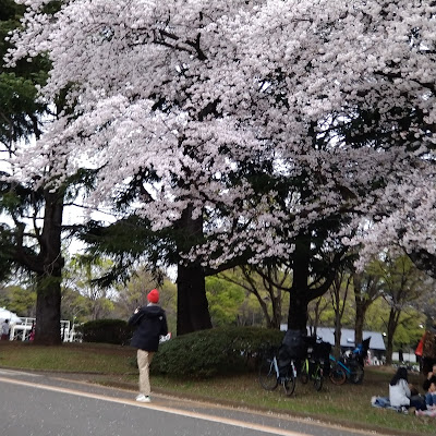 고마자와 공원 사진 5