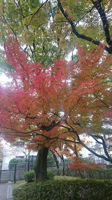 Komazawa 1-chome Park 사진 2