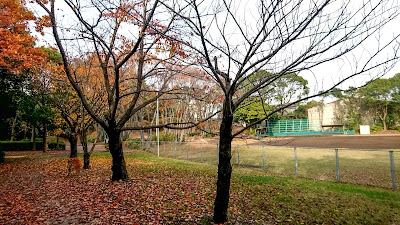아오미주오후토 공원 사진 4
