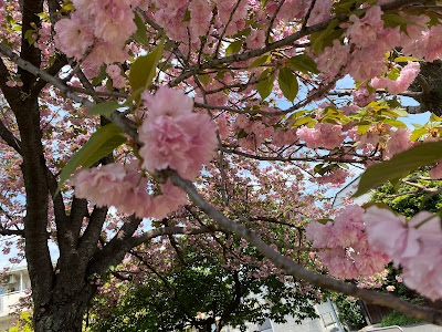 오우쥬 공원 사진 5