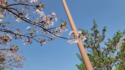 와카시오 공원 사진 2