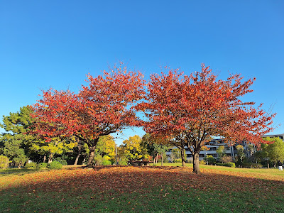 해돋이해님 공원 사진 2