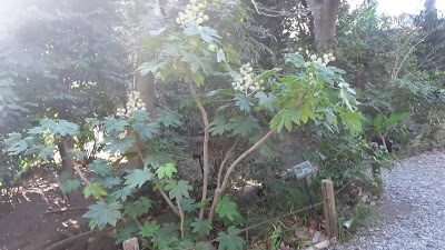 사네아츠 공원 사진 2
