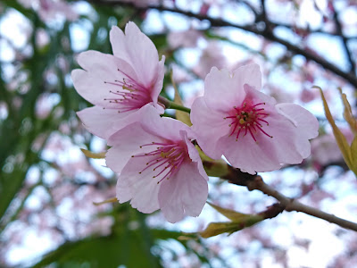 Wakabachō 2-Chōme Greenery 사진 3