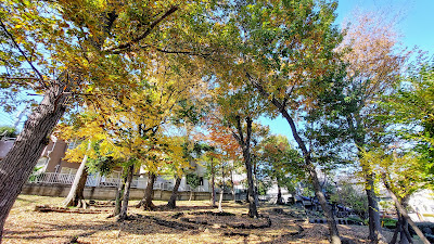 Nakahara Coppice Park 사진 2