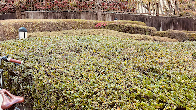 Jingumae Gochome Ryokuchi Park 사진 5