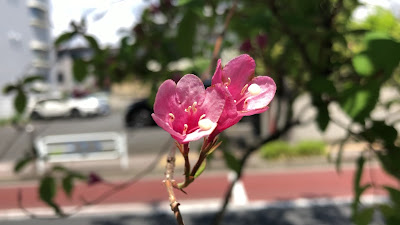 타키노 공원 사진 2