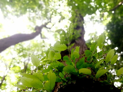 키타노 공원 사진 4