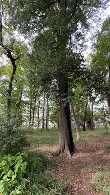 키타노 공원 사진 2