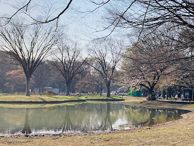 Five Zelkova Trees 사진 2