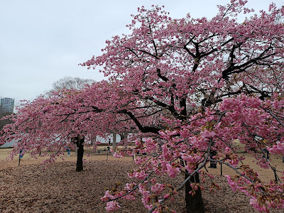 Five Zelkova Trees 사진 4