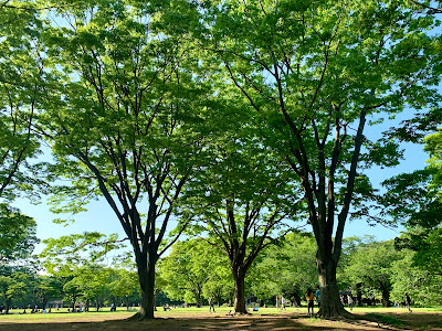 Five Zelkova Trees 사진 3