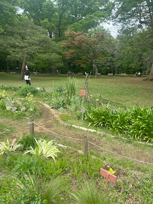 Five Zelkova Trees 사진 5