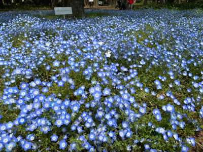 Flowerbed 2 사진 5