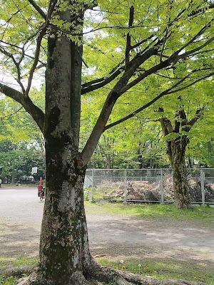 Suginami Children's Traffic Park 사진 2