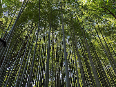 Omiya-no-Mori Green Space 사진 4