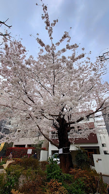 요요기 미도리공원 사진 4