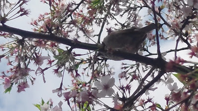 요요기 미도리공원 사진 2