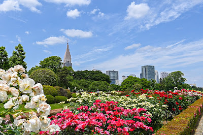 장미 화단 사진 3