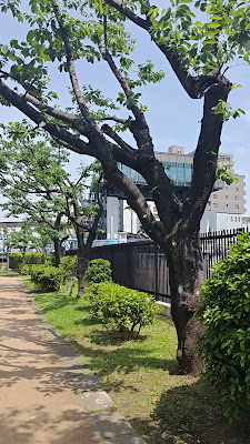 오기바시 카센 공원 사진 2