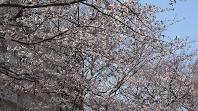 오지마 코마츠가와 공원 키세츠노히로바(미나미) 사진 2