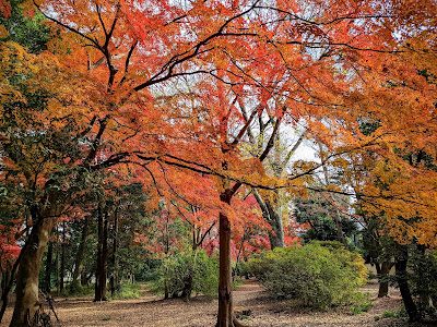 Inokashira Park Daini Park 사진 4