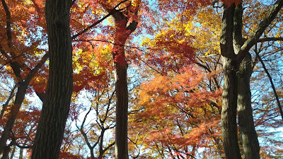 Inokashira Park Daini Park 사진 2