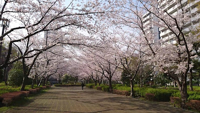 Ojima Komatsugawa Park Kisetsu no Hiroba (North) 사진 2