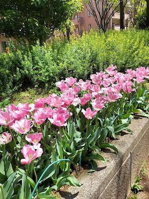 Ojima Komatsugawa Park Kisetsu no Hiroba (North) 사진 3