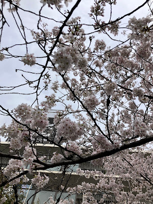 모쿠세이 공원 사진 5