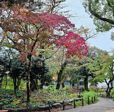 스기나미구립 아마누마 벤텐이케 공원 사진 3