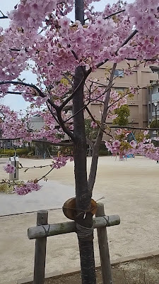 히라이 공원 사진 2