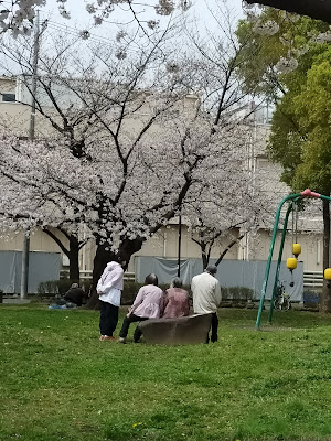 시시보네사쿠라 공원 사진 4