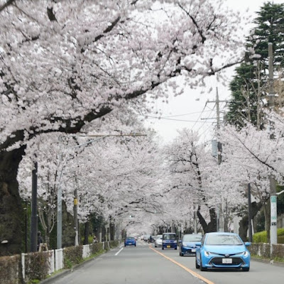 무사시노 시민공원 사진 5