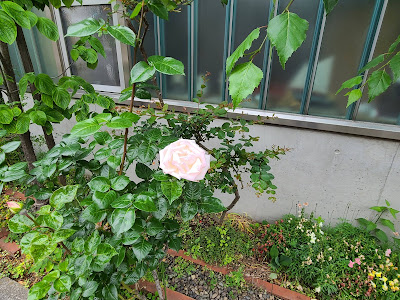 스기노코 공원 사진 3