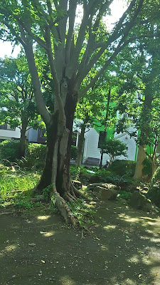 카시노키 공원 사진 2