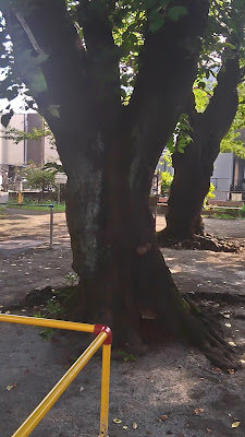 탄포포 공원 사진 2