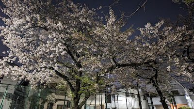 야히로 츄오 공원 사진 5